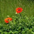 Roter Mohn