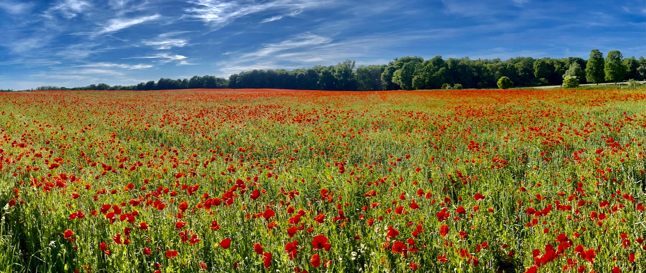 Roter Mohn