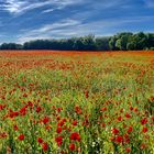 Roter Mohn