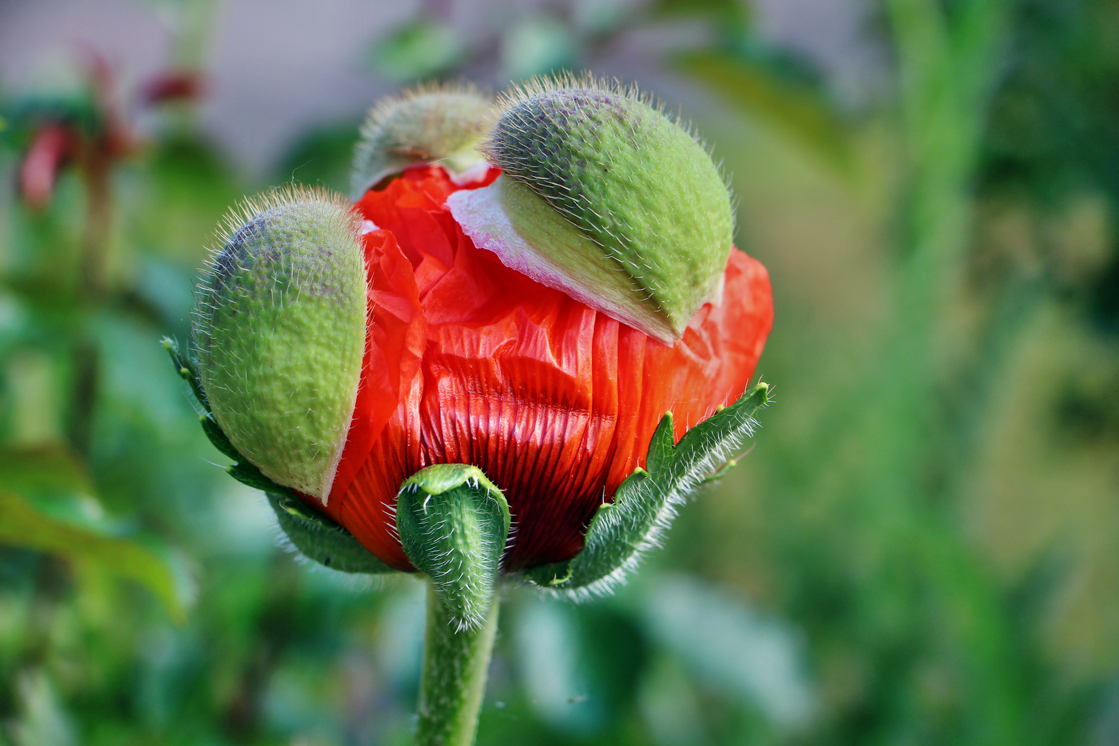 Roter Mohn