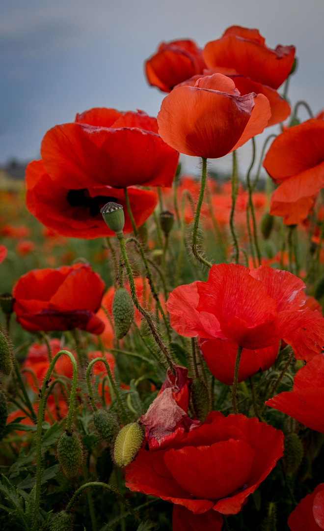 roter Mohn