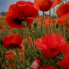 roter Mohn