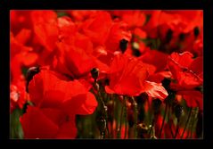 roter Mohn