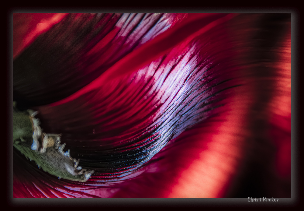 roter Mohn 