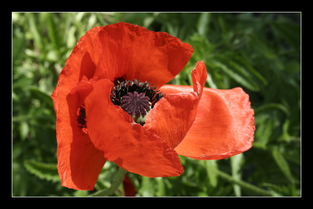 Roter Mohn