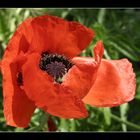 Roter Mohn