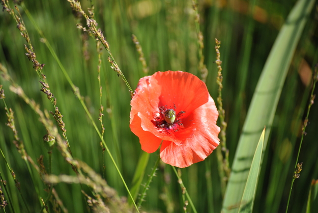 "roter Mohn "