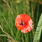 "roter Mohn "