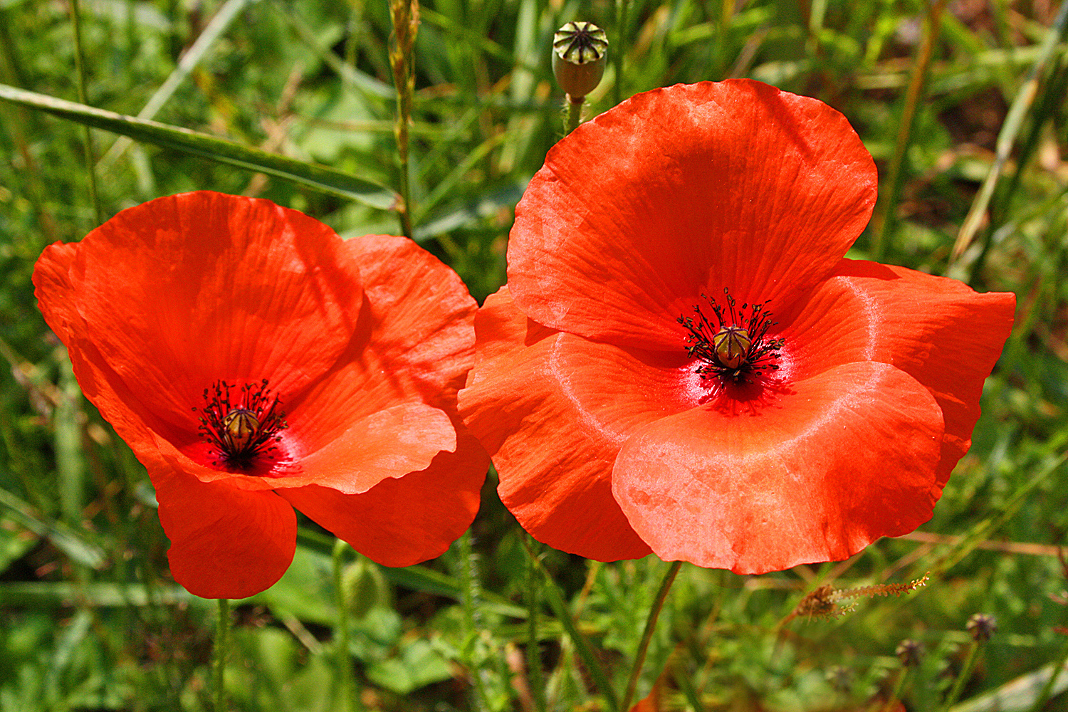 Roter Mohn