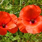 Roter Mohn