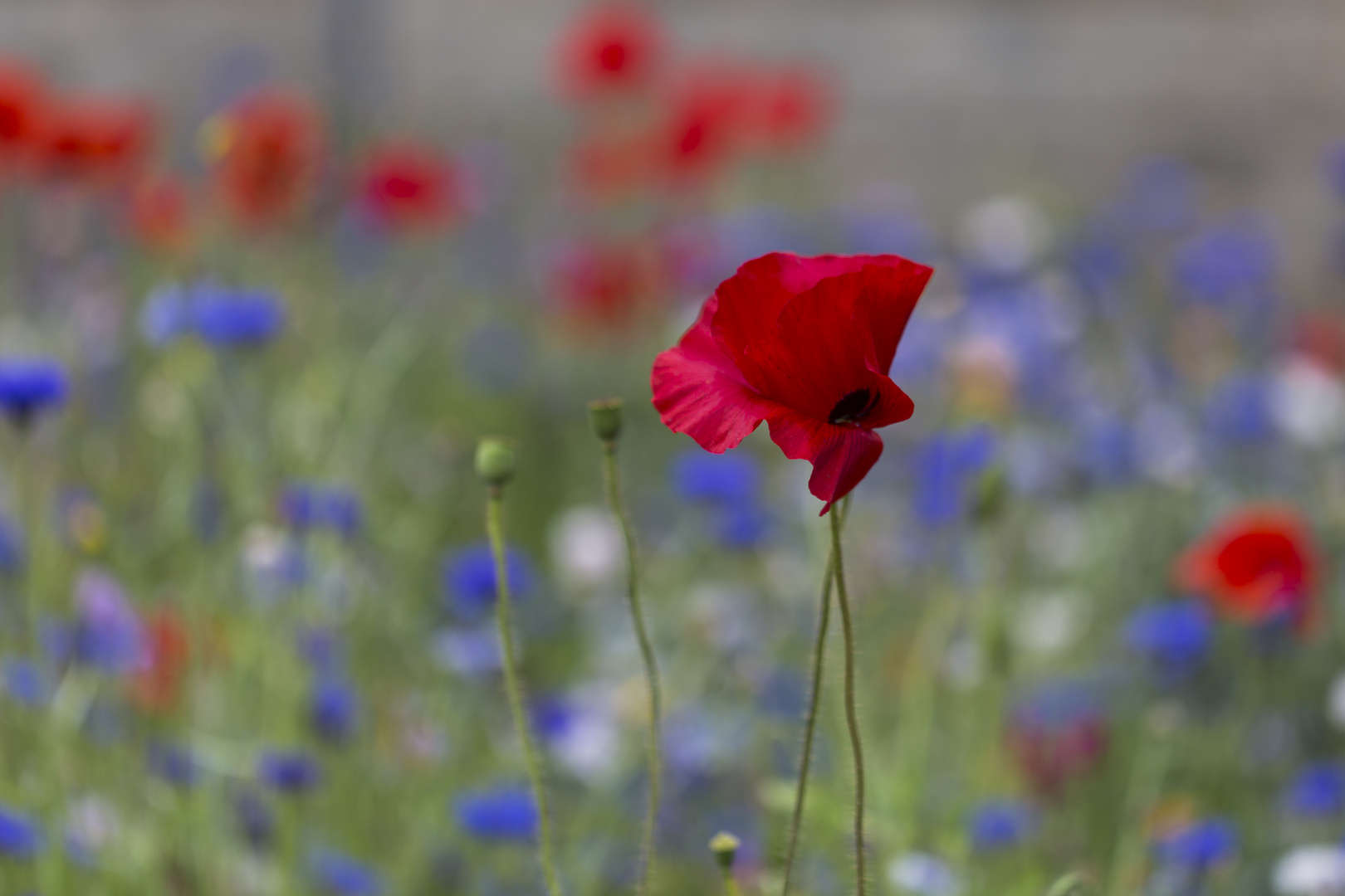 Roter Mohn 