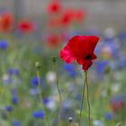 Roter Mohn 