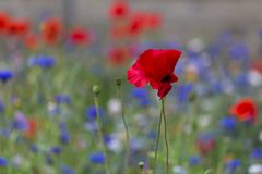 Roter Mohn 