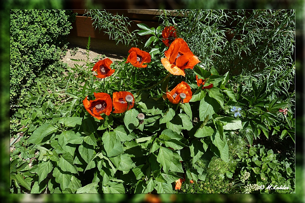 roter Mohn