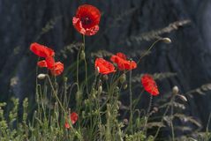 Roter Mohn