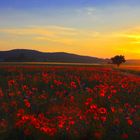 Roter Mohn