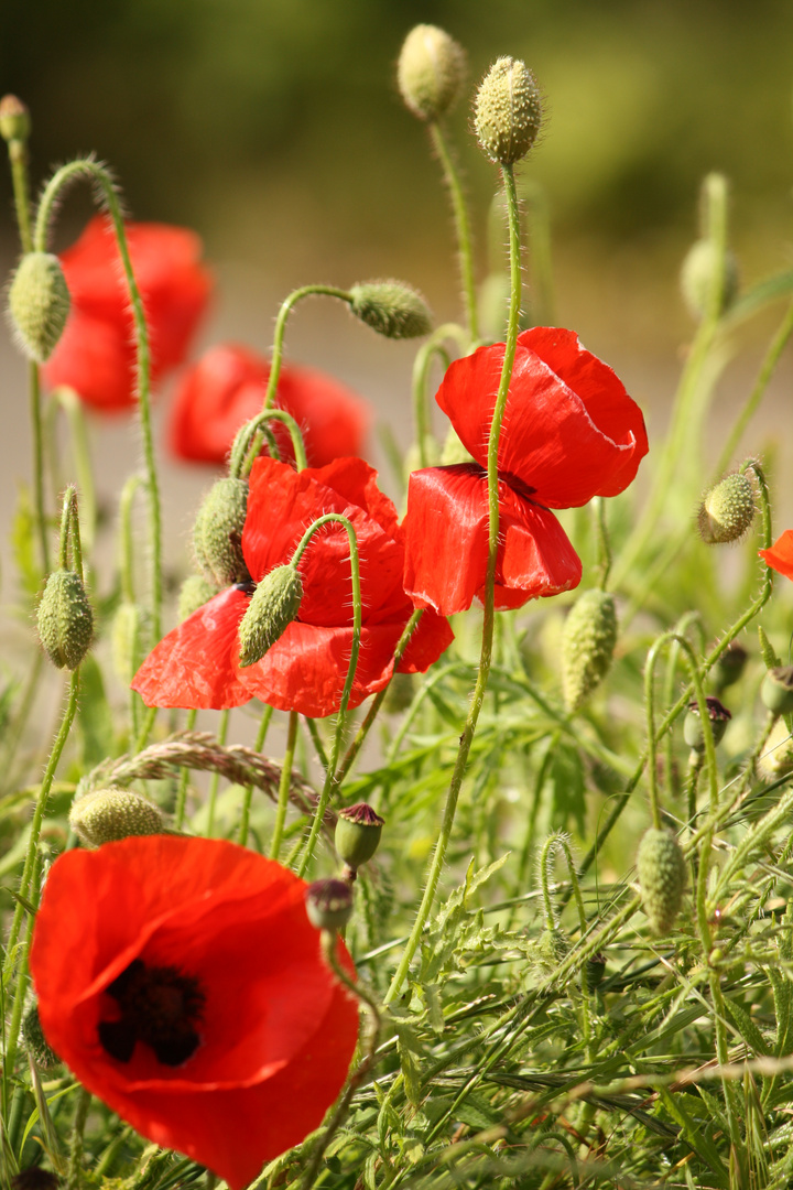 Roter Mohn