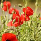 Roter Mohn