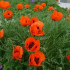 Roter Mohn