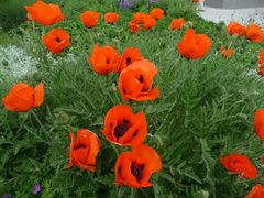 Roter Mohn