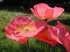 Roter Mohn