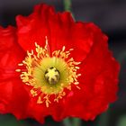 Roter Mohn ...