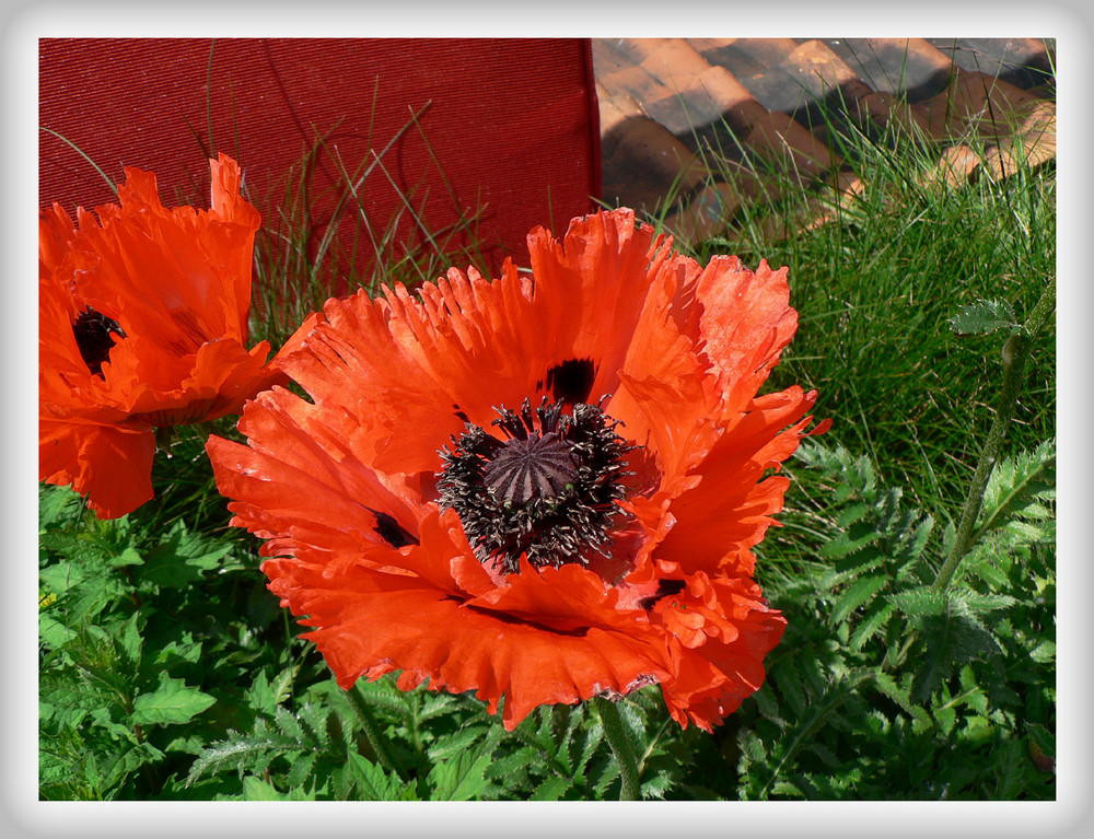 Roter Mohn