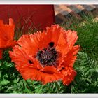 Roter Mohn