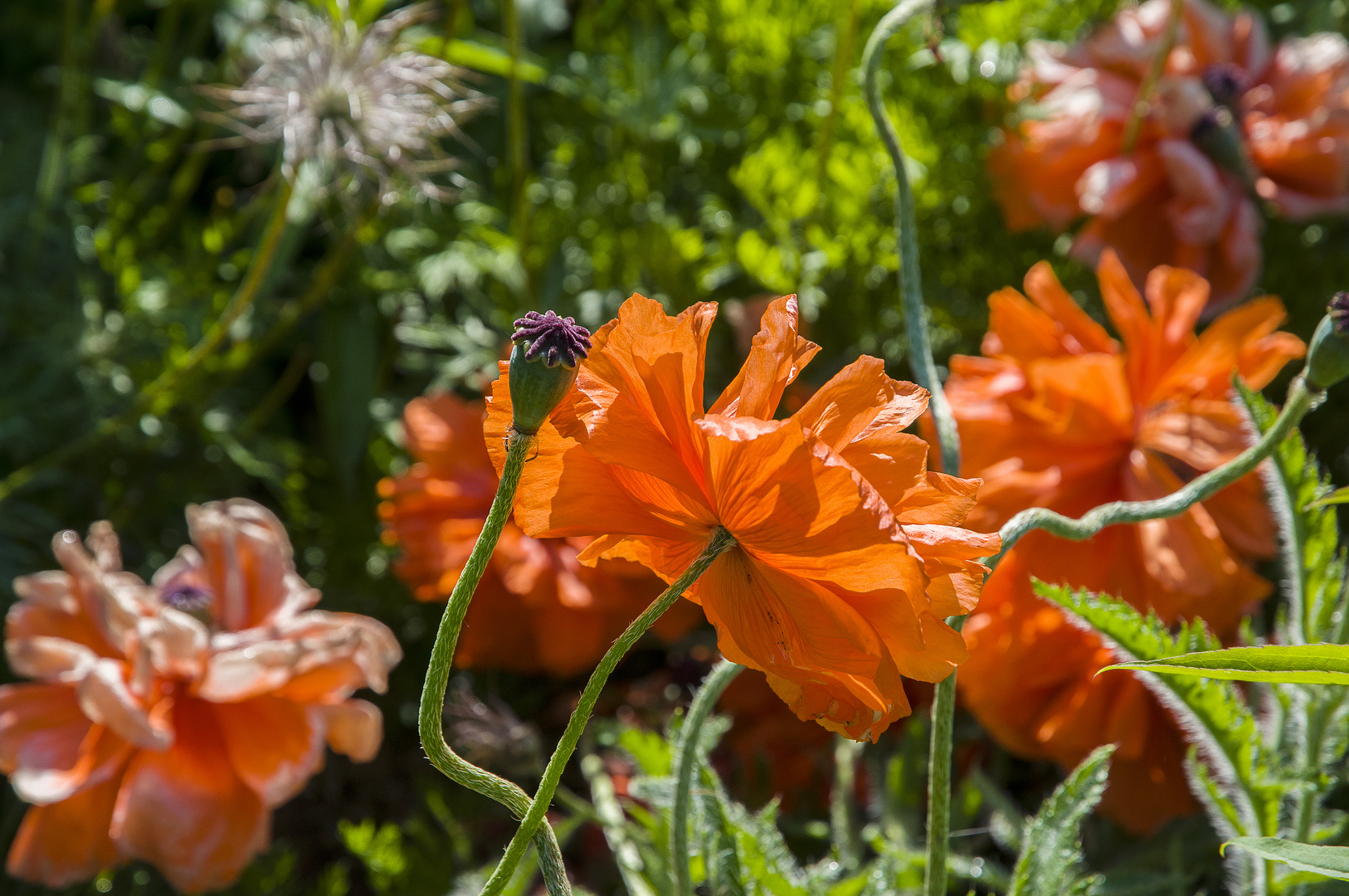 Roter Mohn DSC_7800