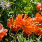 Roter Mohn DSC_7800