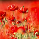 Roter Mohn