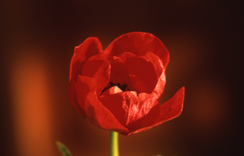 Roter Mohn