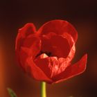 Roter Mohn