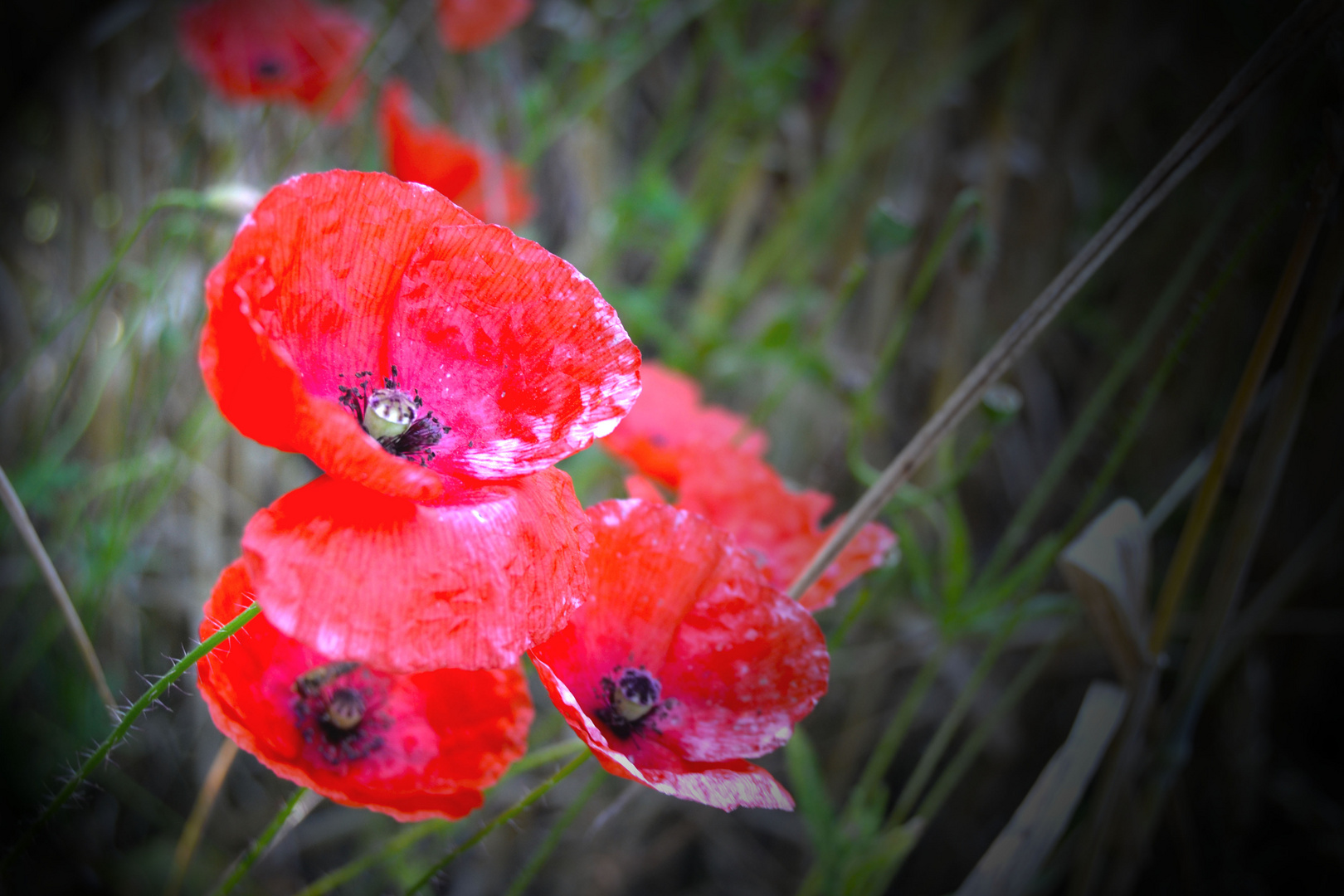 Roter Mohn