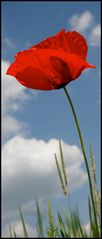 Roter Mohn