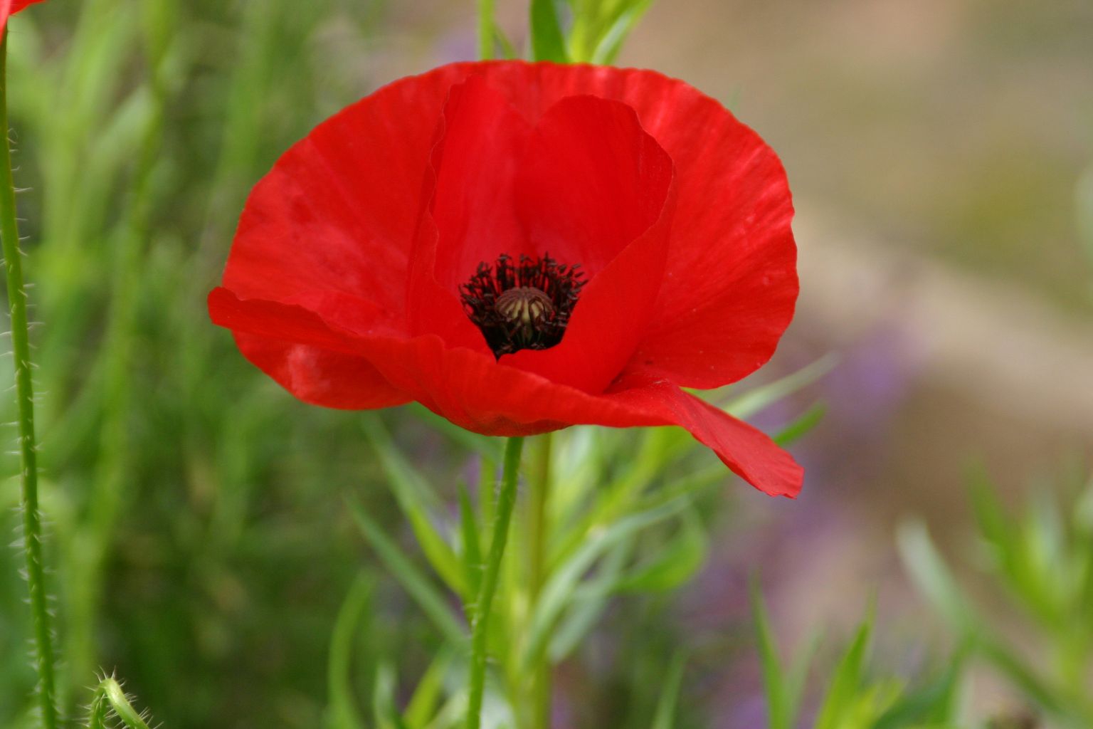 Roter Mohn