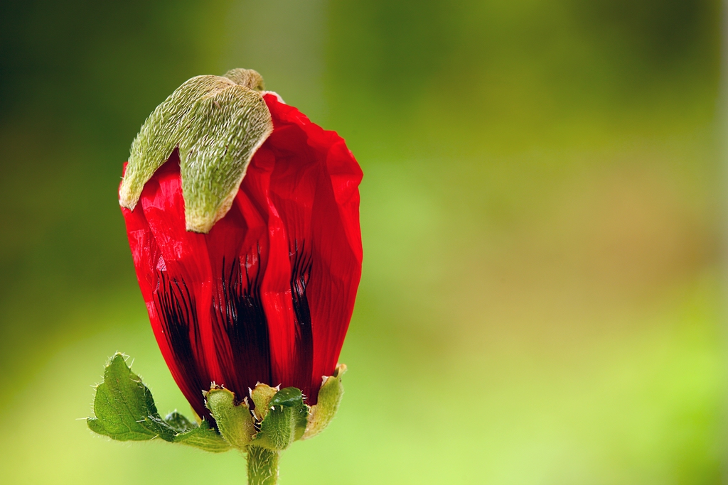 Roter Mohn