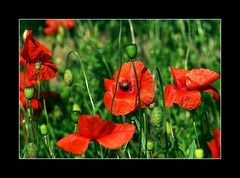 Roter Mohn.....