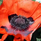 Roter Mohn