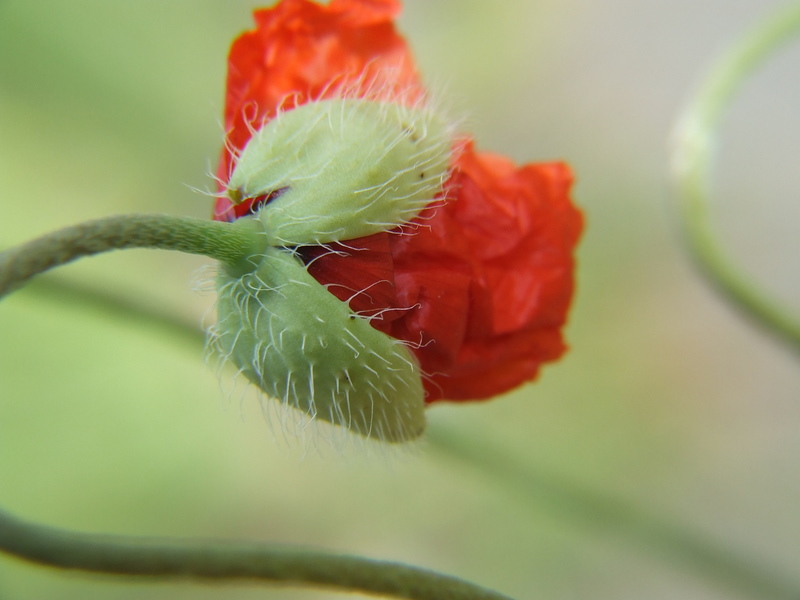 Roter Mohn