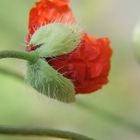 Roter Mohn