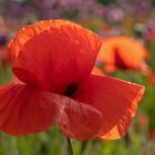 roter Mohn