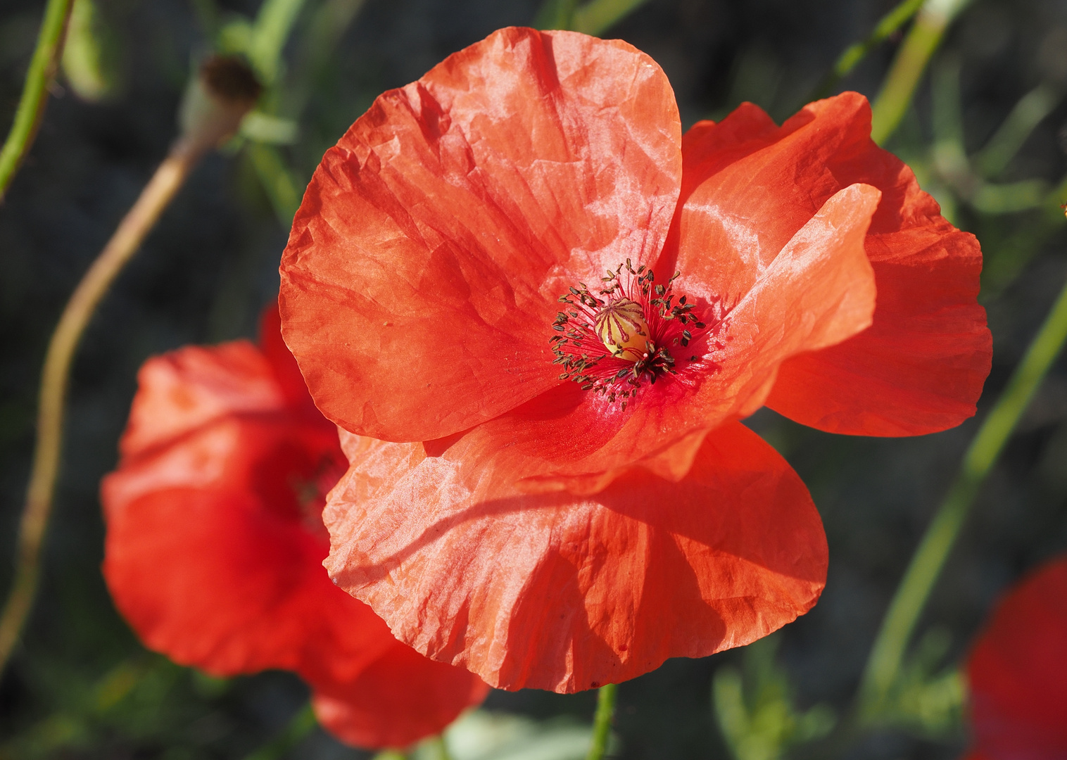 roter Mohn