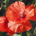 roter Mohn