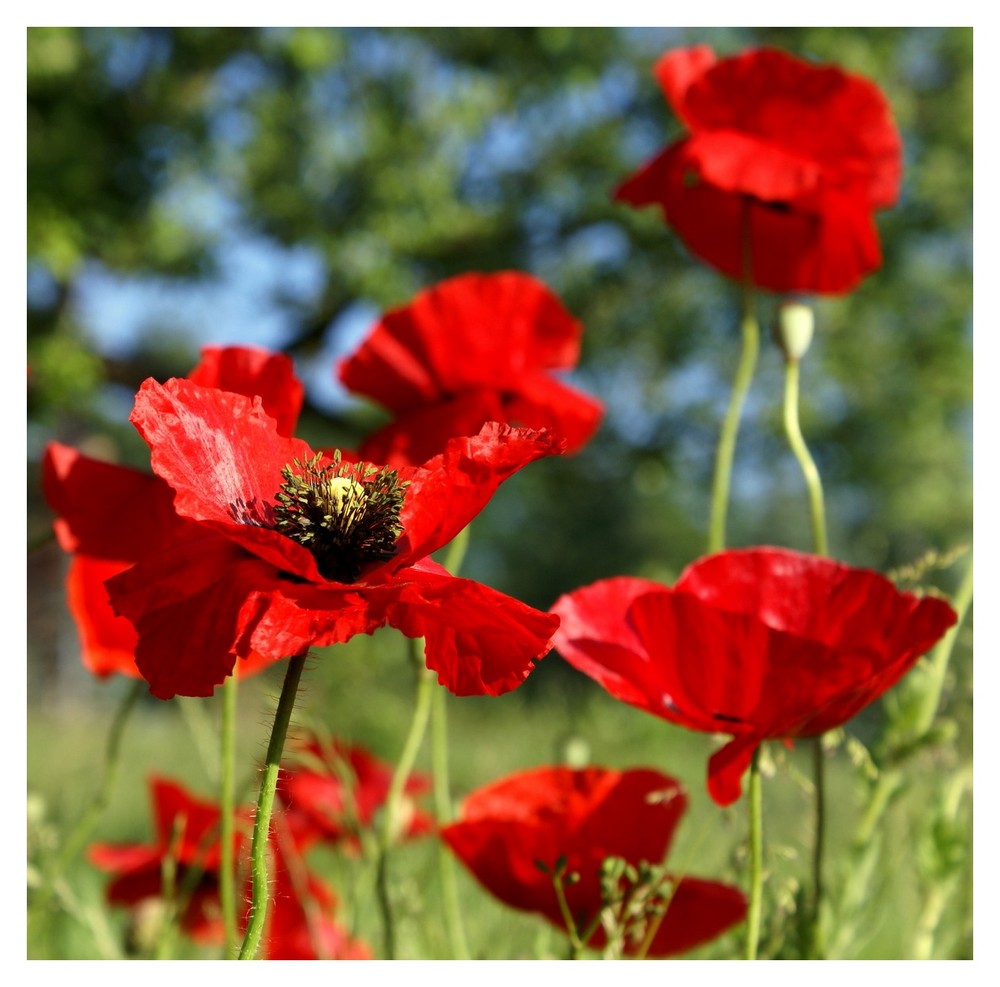 Roter Mohn