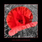 Roter Mohn