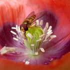 roter Mohn ...