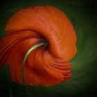 Roter Mohn