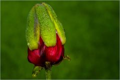 roter Mohn