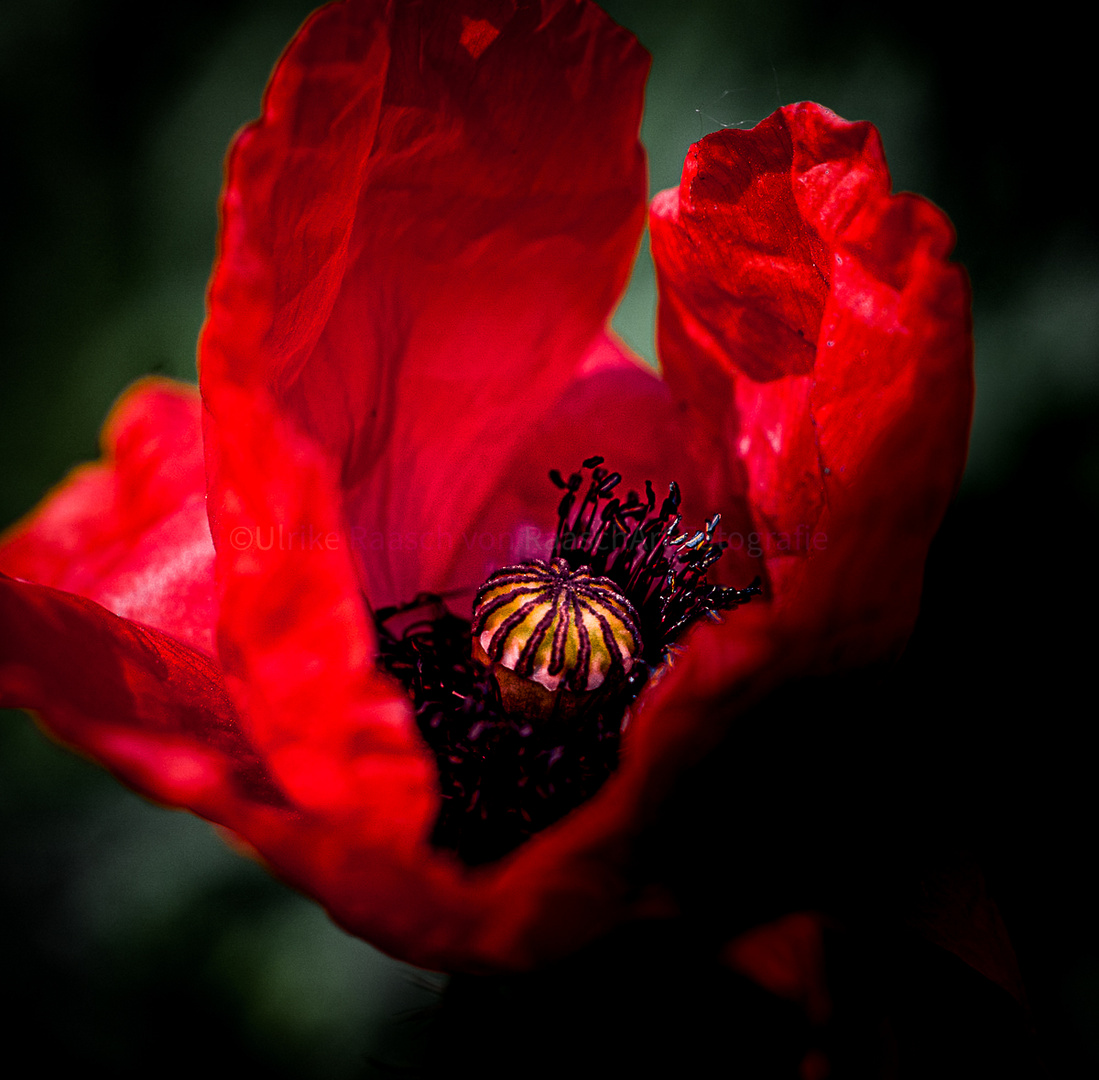 Roter Mohn